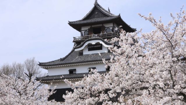 ¡Castillo Inuyama, túnel de cerezos y paseo en barco en Ōgaki para ver los cerezos en flor! Compras en Aeon Mall | Salida desde Nagoya