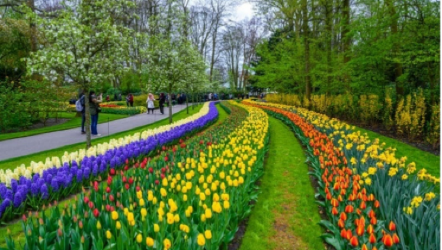 庫肯霍夫/漢斯風車/漁村一日遊【不含門票】