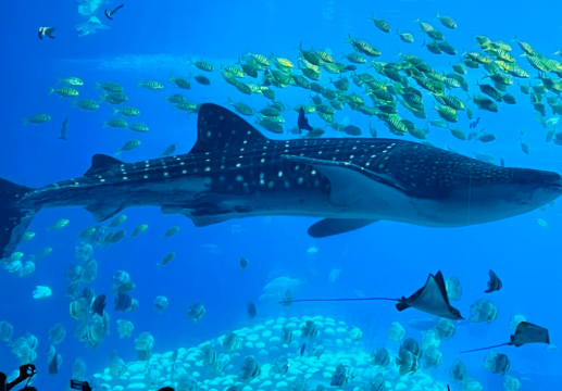 【與鯨鯊同游】日本沖繩中文服務浮潛|潛水體驗|執照潛水