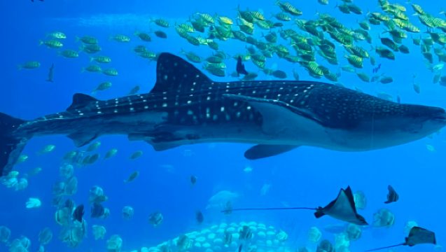 [Berenang Bersama Ikan Paus Yu] Pengalaman Snorkel & Selam Skuba dengan Perkhidmatan Bahasa Cina di Okinawa, Jepun | Pengalaman Selam Skuba | Lesen Menyelam