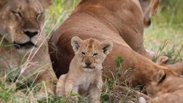 Migrasi Besar Tanzania | Pemandu Pelancong Tempatan · Safari Lawatan Bebas Disesuaikan