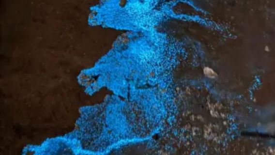 浮游生物、詹姆士·龐德、飛機沙灘、囊色、寺廟