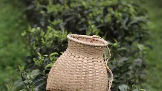 成都週邊遊洞青白茶文化體驗【採茶/製茶/品茶/茶火鍋】