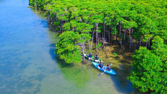Okinawa mangrove canoe experience: 2 hr duration | Activity photos provided