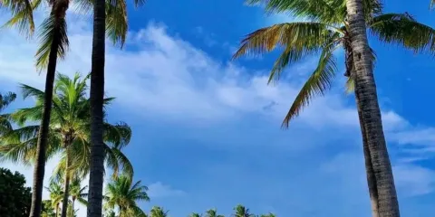 美國邁阿密-海灣公園-椰林大道購物區-卡西亞中心-中文私享行