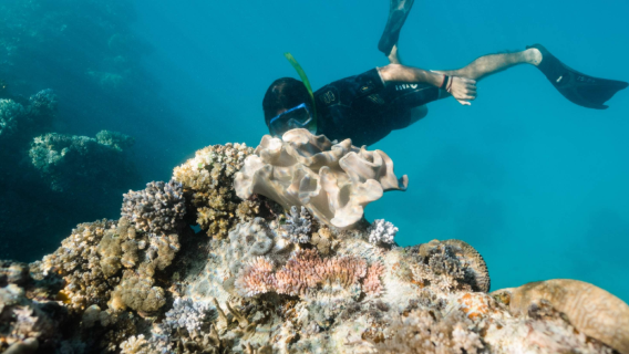 Esperienza di snorkeling di mezza giornata alle Isole Whitsunday (partenza dall'Isola di Hamilton)