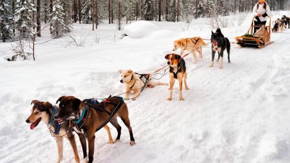 Levi: Magic Winter Trail 5 km Self-Drive Huskies Small Group