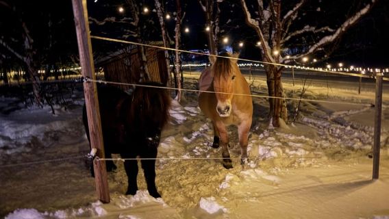 阿爾塔：極光狩獵與北極動物冒險
