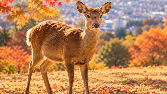 Visit three famous spots in Kansai - Arashiyama, Fushimi Inari and Nara Park 1-day tour