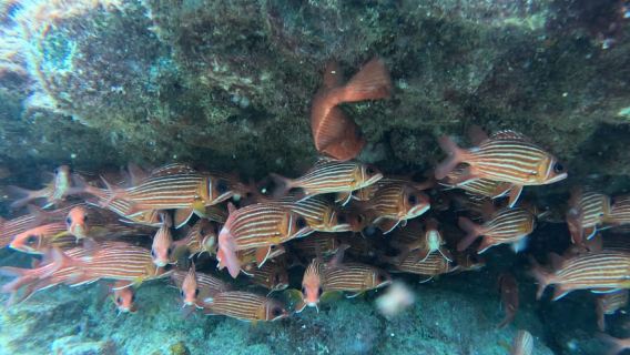 Santa Maria: Snorkeling Boat Tour