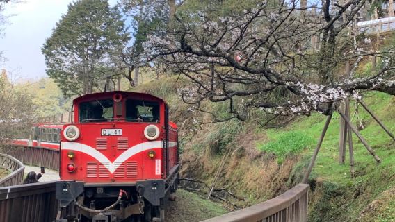阿里山国家風景区ワンデーツアー【奮起湖+桧意生活村|嘉義出発】