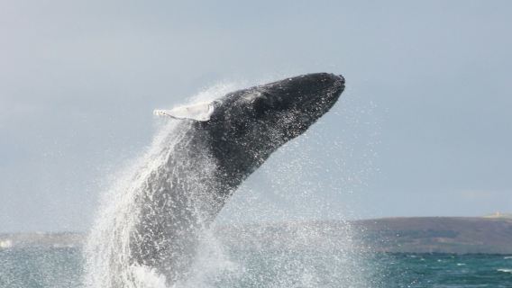 Akureyri: Crucero de avistamiento de ballenas