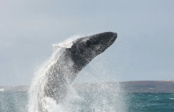 阿克雷裏：觀鯨郵輪