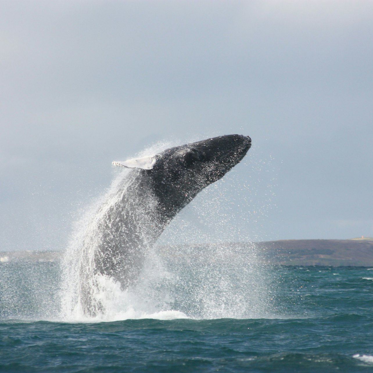 Akureyri: Whale-Watching Cruise