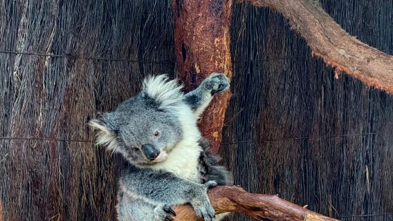 칼튼 가든 + 도서관 + 멜버른 대학교 + 동물원 일일 투어 전세 차량 투어 (중국어 및 영어 서비스 제공)