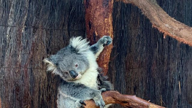 ทัวร์ รถเช่าเหมา ทัวร์วันเดียว/ทัวร์หลายวัน สวนคาร์ลตัน + ห้องสมุด + มหาวิทยาลัยเมลเบิร์น + สวนสัตว์ พร้อมบริการภาษาจีนและภาษาอังกฤษ