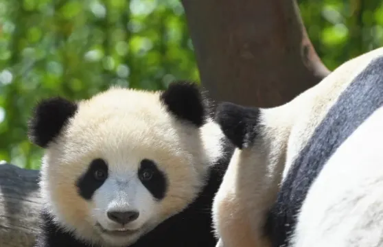 臥龍中華大熊貓苑神樹坪基地一日遊【包車遊&上門接送寒假親子】