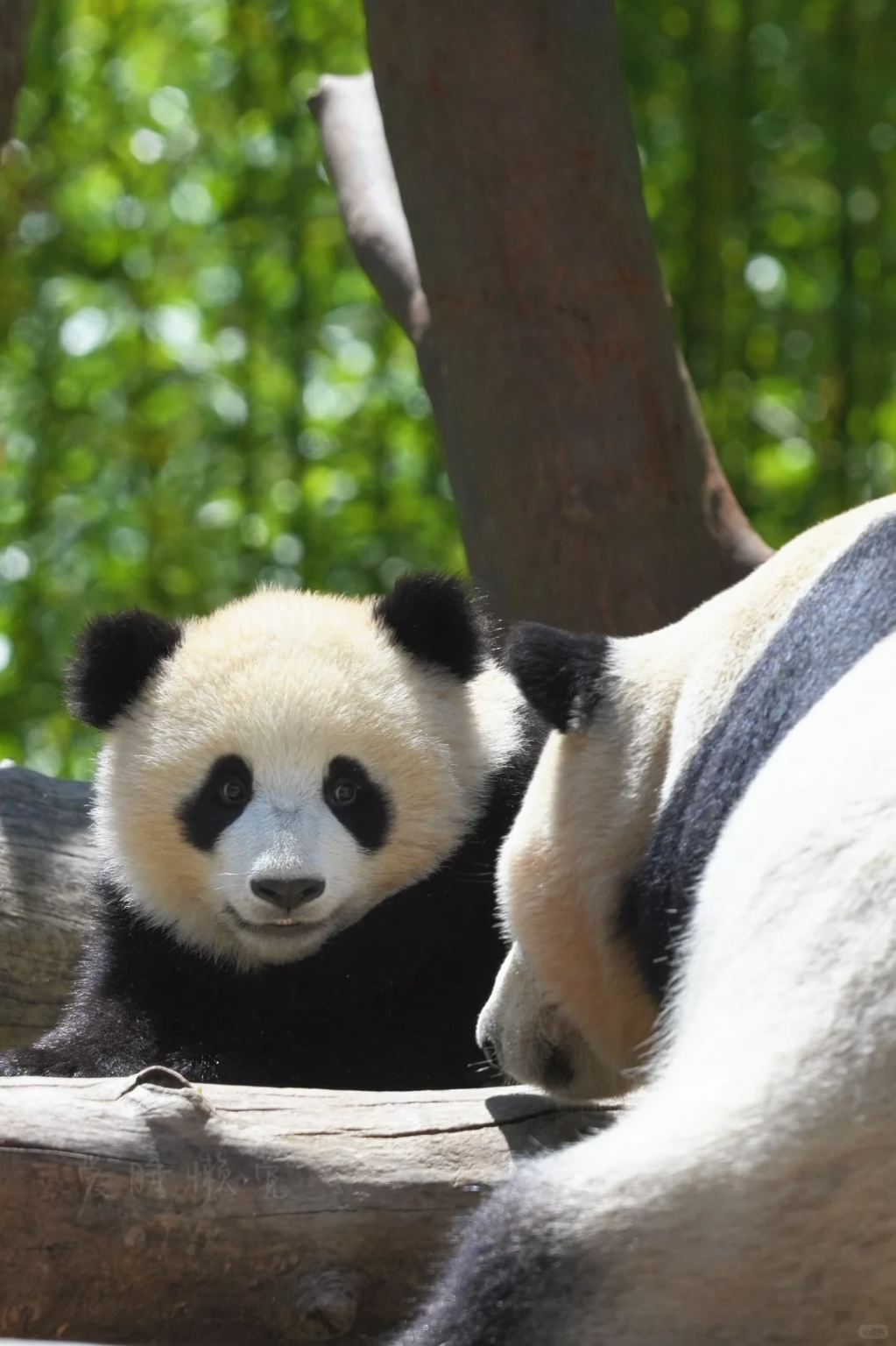臥龍中華大熊貓苑神樹坪基地一日遊【純包車親子遊．三環內接送】