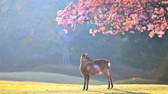 Excursion d'une journée au Parc de Nara, au temple Kiyomizu-dera de Kyoto et au Fushimi Inari-taisha : nourrir les cerfs mignons et découvrir les anciens temples du Japon