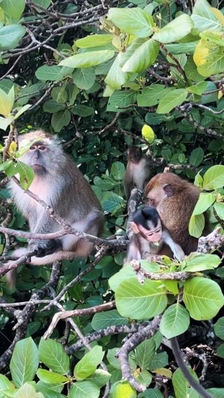 ランカウイ国立地質公園 神秘のマングローブ生態保護区 半日帰りツアー～コウモリとの出会い