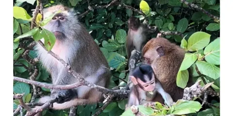 浮羅交怡國家地質公園神秘紅樹林生態保護區半日遊~蝙蝠奇遇