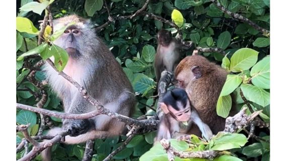 Excursion d'une journée au parc géologique national de Langkawi et à la mystérieuse réserve écologique de mangrove ~ Rencontre avec les chauves-souris