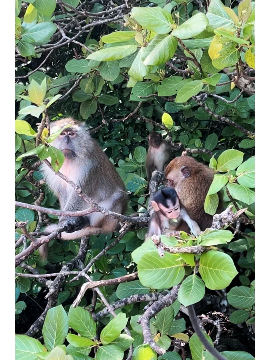tour di un giorno al Parco Geologico Nazionale di Langkawi e alla Riserva Ecologica delle Mangrovie Misteriose - Incontro con i pipistrelli