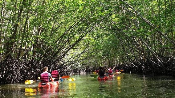 Phi Phi IslandsTours