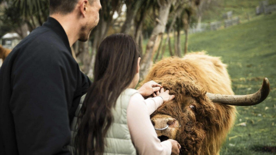 Tour tham quan trang trại Walter Peak Highland | Tour nói tiếng Anh bao gồm trà và hoạt động nông trại | Queenstown