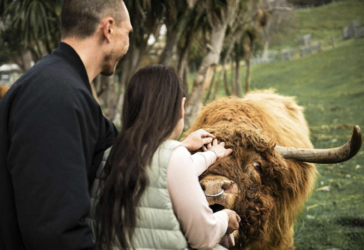 Walter Peak High Country Farm - RealNZ Cruise Tour | English Group with Tea Break & Farm Activity | Queenstown