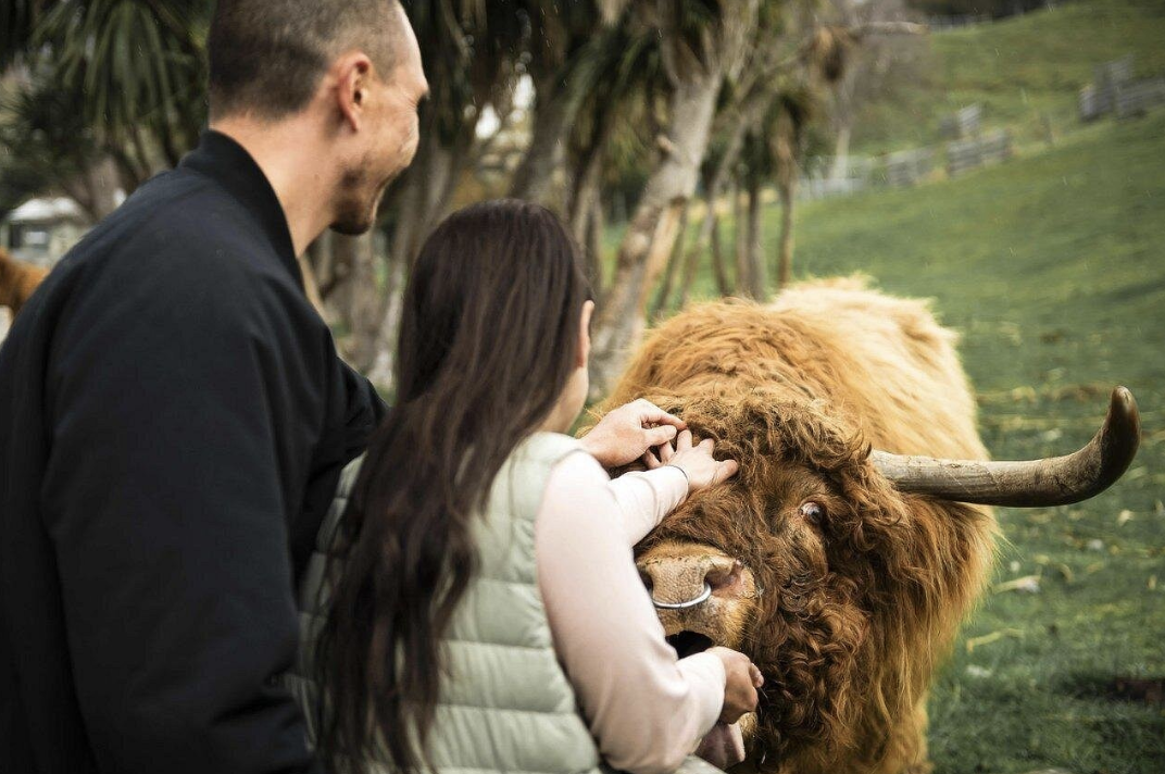 Tur Perjalanan ke Walter Peak High Country Farm | Grup Bahasa Inggris dengan Camilan dan Aktivitas di Farm | Queenstown