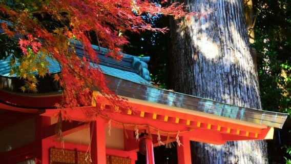 excursión de un día a Kumano Kodo en coche privado |Personaliza libremente tu itinerario