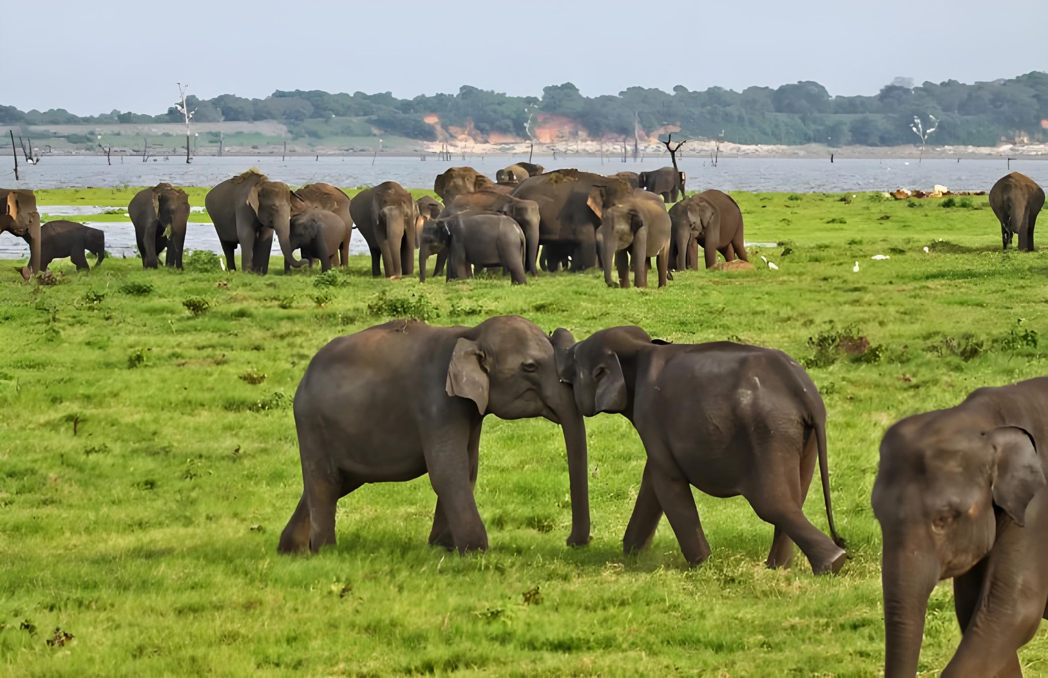 スリランカ・ミネリヤ国立公園半日ツアー【コロンボ発|サファリジープ
