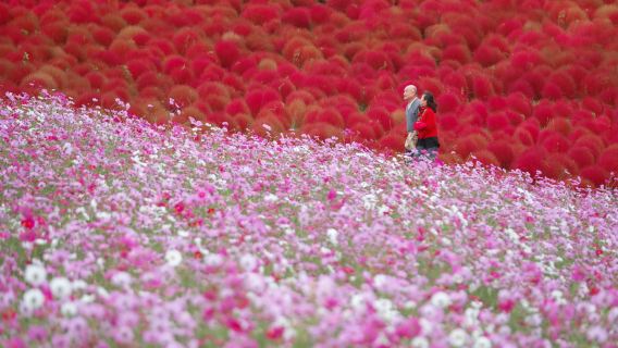Ibaraki Autumn Special: Hitachi Seaside Park, Fukuroda Falls and Ryujin Suspension Bridge (From Tokyo Japan)