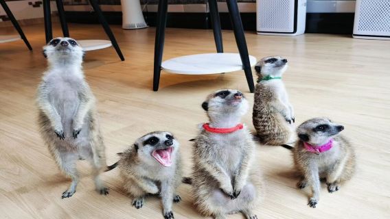 Meerkat Cafe Googoo: Meerkat Cafe Googoo package(Includes Drinks and Meerkat Snacks)