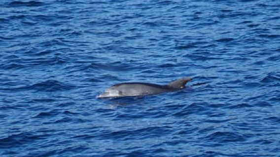 Pula: Dolphin Watching Sunset Cruise with Dinner & Drinks