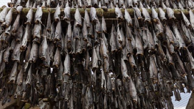 Desde Tromsø: Excursión de día ártico de descubrimiento en Senja con almuerzo