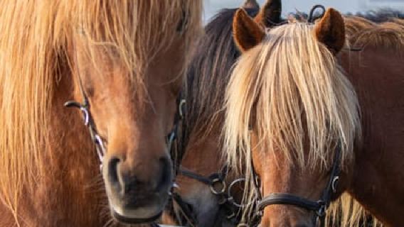 Hveragerdi: Countryside Charm Horse Riding Tour