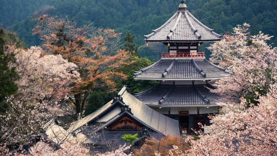 Fukuoka: Sorgenti termali infernali di Beppu, Tempio delle rane e gita di un giorno a Yufuin