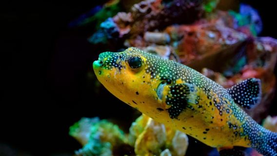 SNORKEL MANZANILLO - 2 ore con frutta fresca + cocco