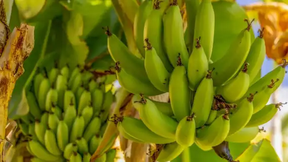 Las Palmas or Maspalomas: Contrasts tour of Gran Canaria
