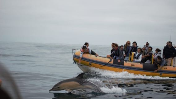 Peniche: gita in barca per osservare i delfini