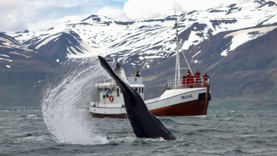 Depuis Dalvik : observation des baleines arctiques dans le nord de l'Islande