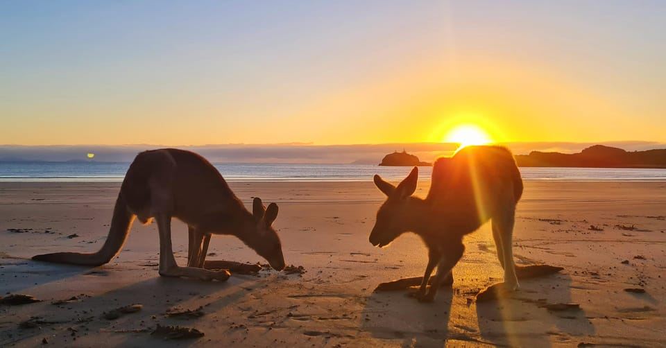 Sunrise with the Kangaroos & Wallabies - Airlie Beach
