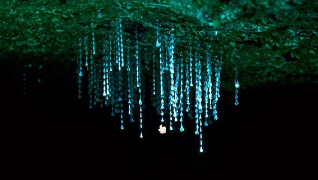 Lawatan Malam Kunang-Kunang Blue Light di Gold Coast (Pilihan Springbrook/Mount Tamborine) - Kumpulan Berbahasa Cina