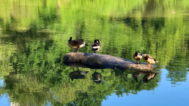 【紐約親子遊】中央公園動物園+三一教堂+惠特尼美國藝術博物館