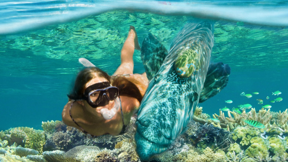 Tour 1 ngày du thuyền Sunlover đến rạn san hô Great Barrier từ Cairns [có thể chọn 2 rạn san hô/phiên bản Hoa Thiếu Cốc/thuyền đáy kính/buffet trưa/ngắm cảnh bằng trực thăng]