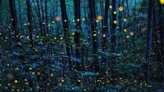 Tour notturno alla Royal Hill di Kuala Selangor con scimmie argentate, alimentazione delle aquile e lucciole lacrime blu, inclusi biglietto d'ingresso e biglietto per la barca