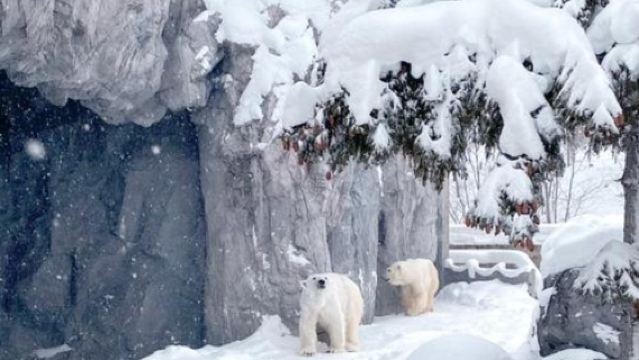 日本札幌來回+旭山動物園+白鬚瀑布+七星之樹+青池/私家包車