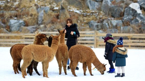 Alpaca X Nami Island X The Little Prince Italy X Morning Calm Arboretum